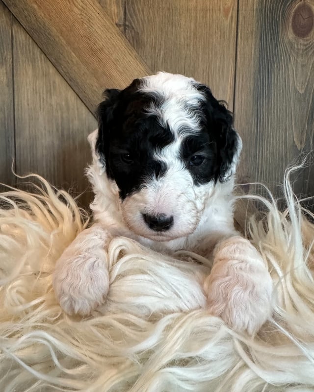 A picture of a Nugget, a gorgeous Mini Sheepadoodles for sale