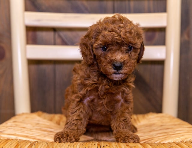 Ebi came from Izzy and Reggie's litter of F1B Cavapoos