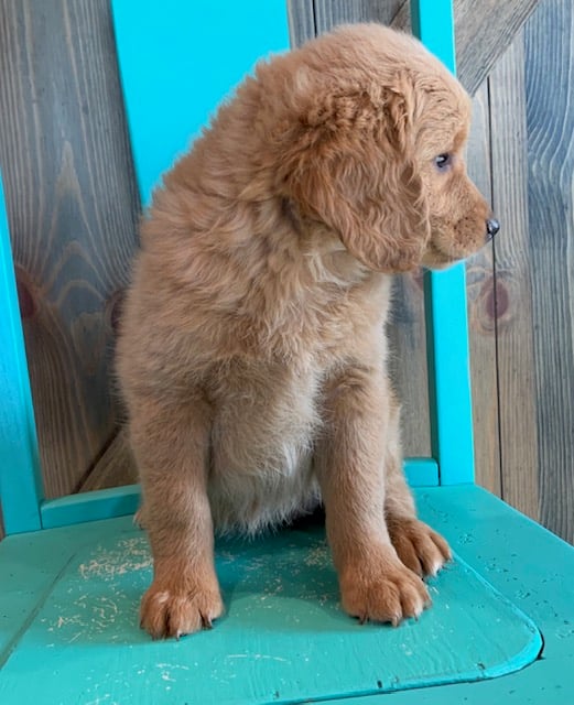 Another great picture of Fay, a Goldendoodles puppy
