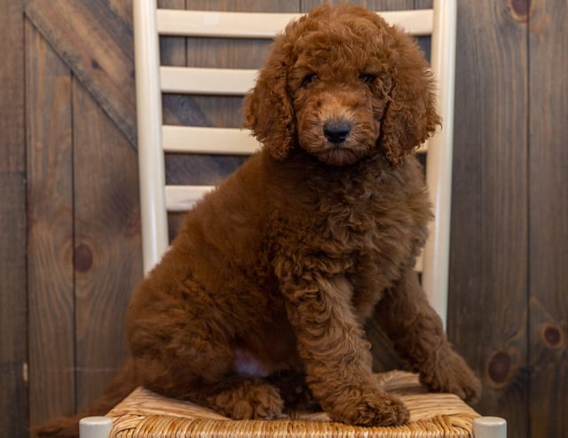 Irish Doodles bred in in Iowa by Poodles 2 Doodles