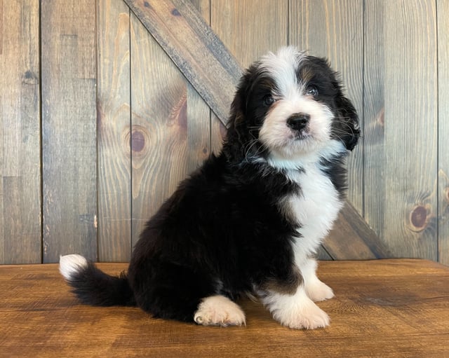 Zed is an F1 Bernedoodle that should have  and is currently living in Connecticut