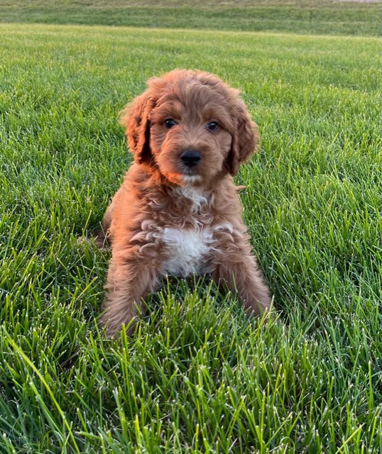 A picture of a Zion, one of our  Irish Doodles puppies that went to their home in Iowa
