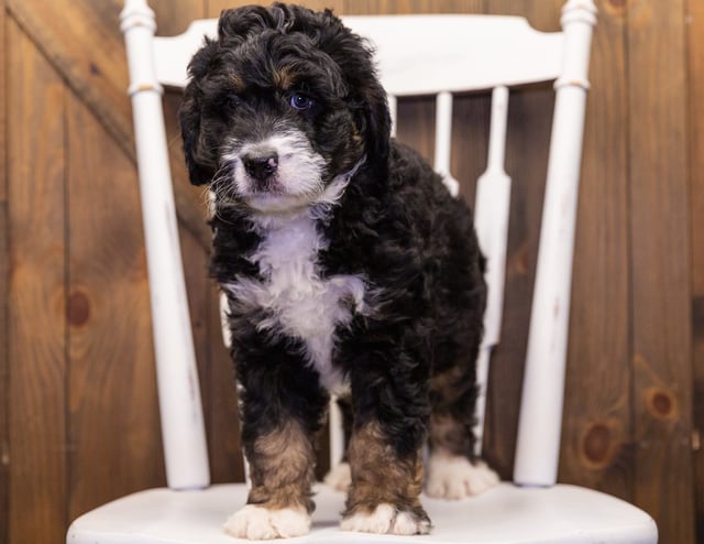 Gordy is an F1 Bernedoodle for sale in Iowa.