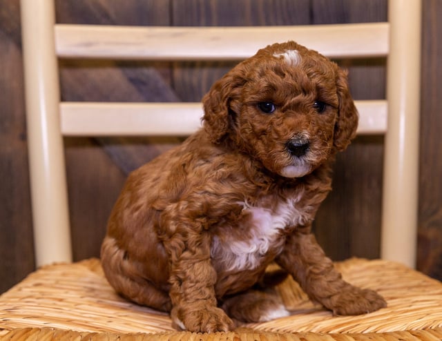 A picture of a Bailey, one of our Mini Goldendoodles puppies that went to their home in Nebraska