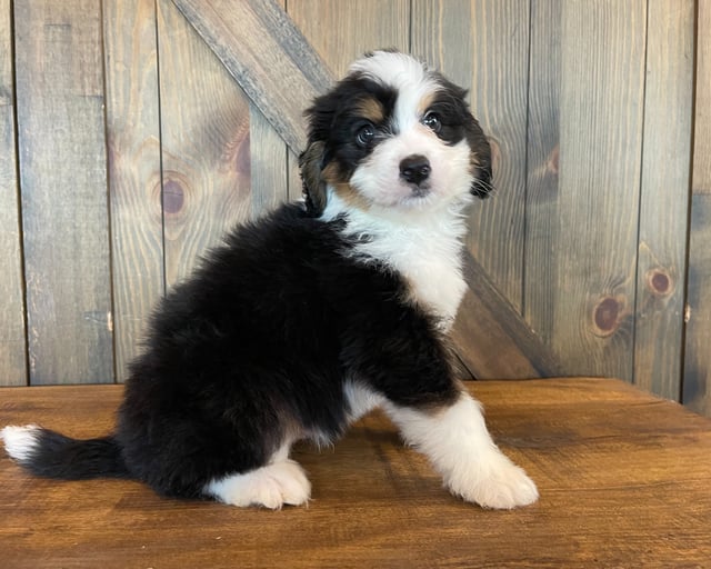 Zach came from Della and Bentley's litter of F1 Bernedoodles