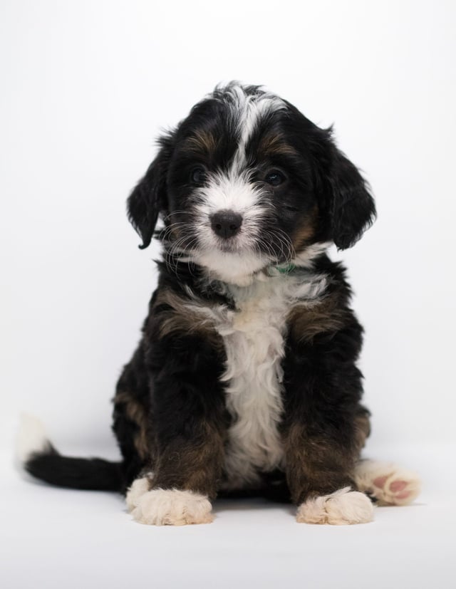 A picture of a Flair, one of our Mini Bernedoodles for sale