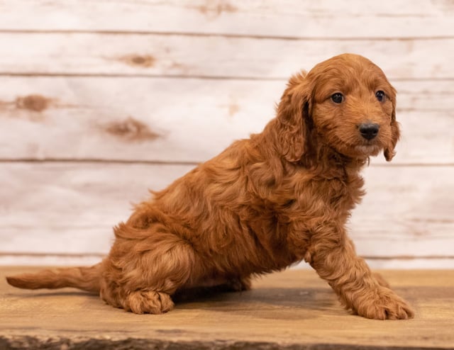 A picture of a Nic, one of our Mini Irish Doodles puppies that went to their home in Minnesota