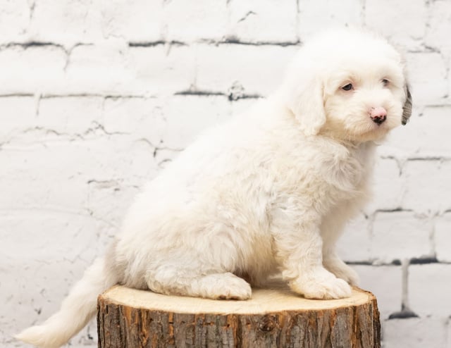 Tack is an F1 Sheepadoodle for sale in Iowa.