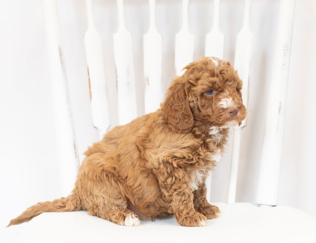 Martin came from Leia and Rugar's litter of F1B Goldendoodles