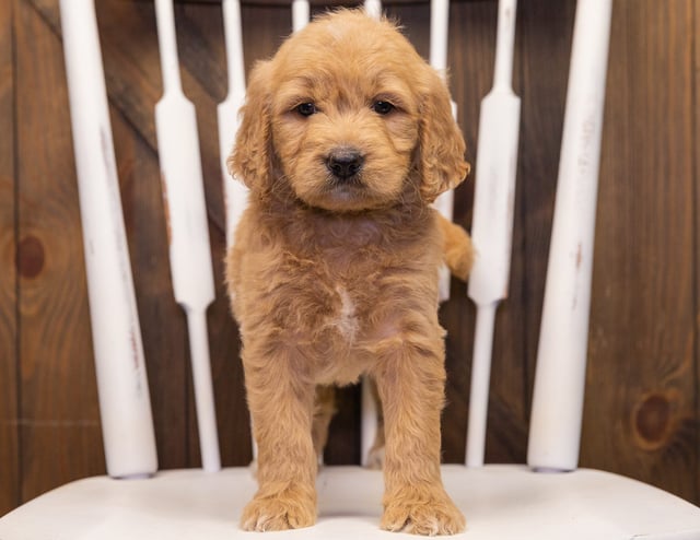 Sammy came from KC and Scout's litter of F1 Goldendoodles