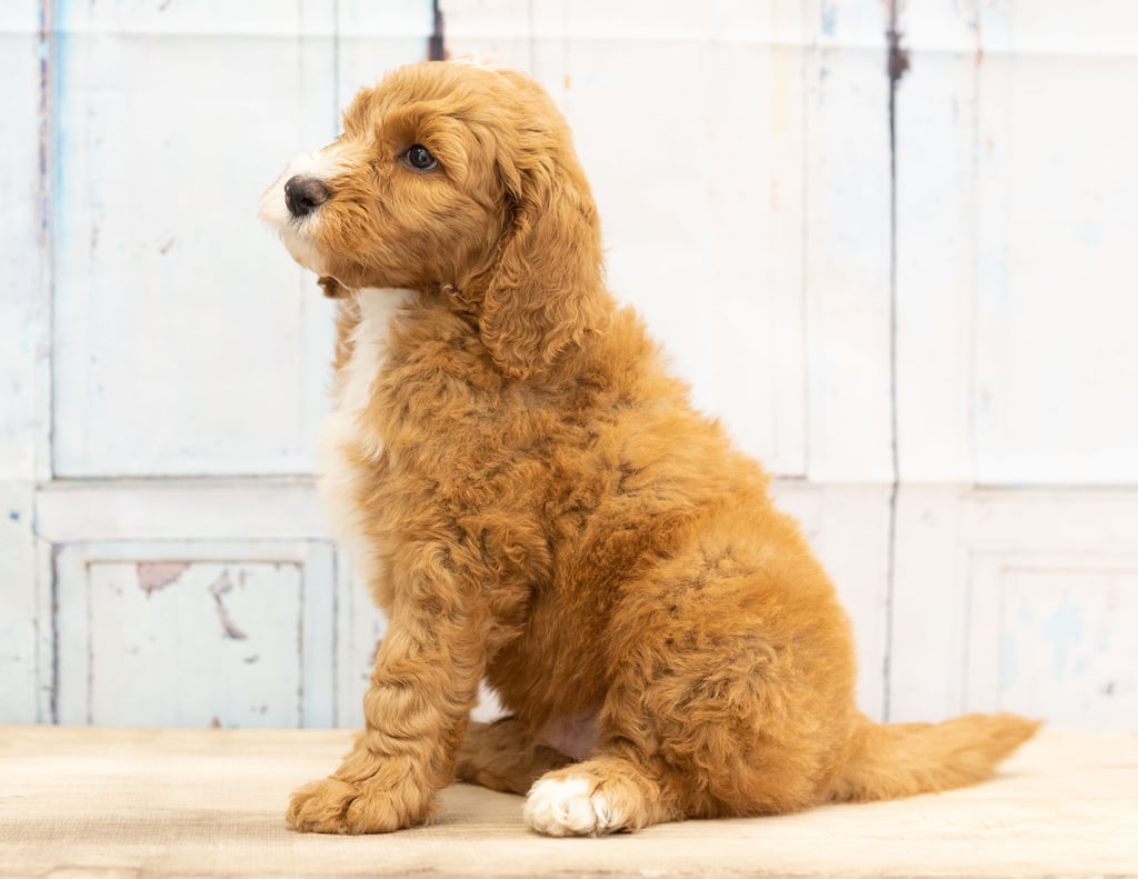 Walt came from Dallas and Scout's litter of F1B Goldendoodles