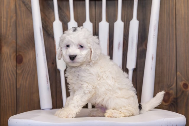 Hilda is an F1B Sheepadoodle that should have  and is currently living in Illinois