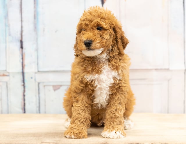 Vinny is an F1BB Goldendoodle for sale in Iowa.