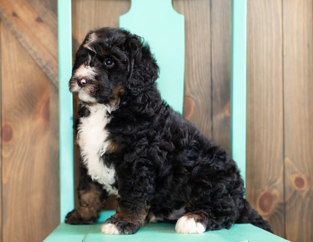 Ace is an F1 Bernedoodle that should have  and is currently living in Massachusetts