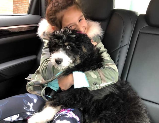 This Bernedoodle puppy is cuddling with his new sister in California!