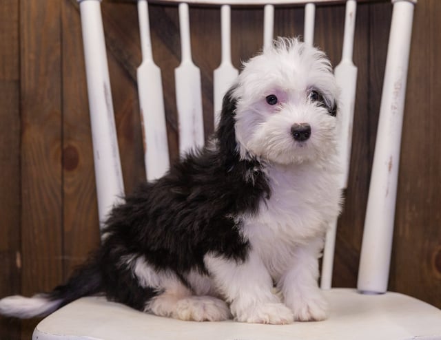 A picture of a Lando, one of our Mini Sheepadoodles puppies that went to their home in Louisiana