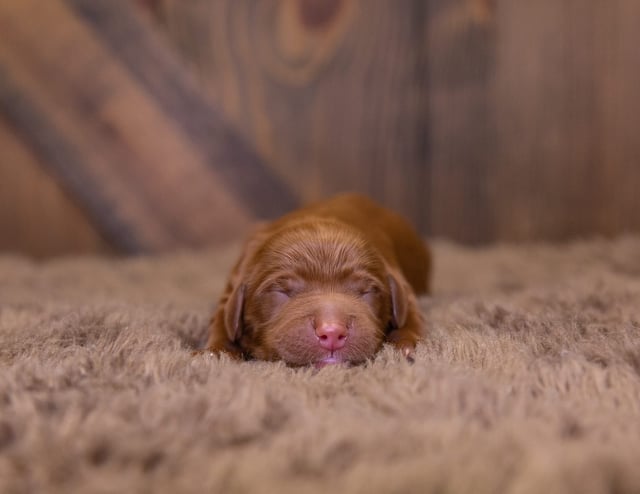 A tiny petite Irish Doodle puppy - so cute!