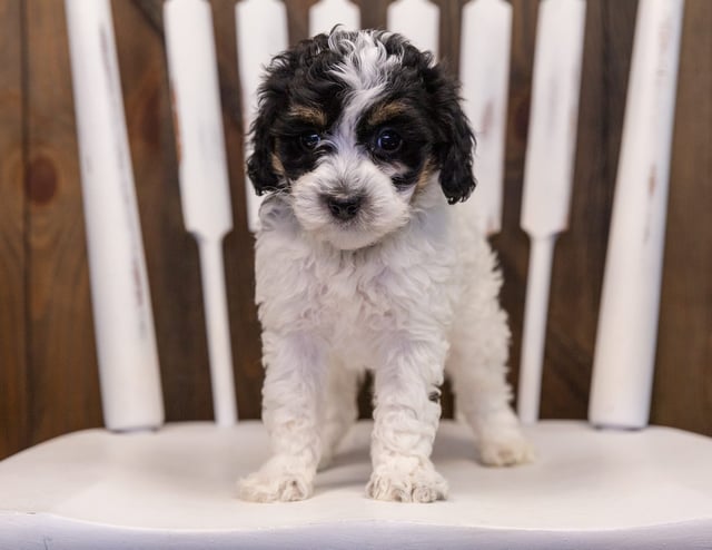 Willow came from Gabby and Stanley's litter of F1B Sheepadoodles