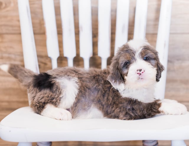 Zee is an F1 Bernedoodle that should have  and is currently living in New York