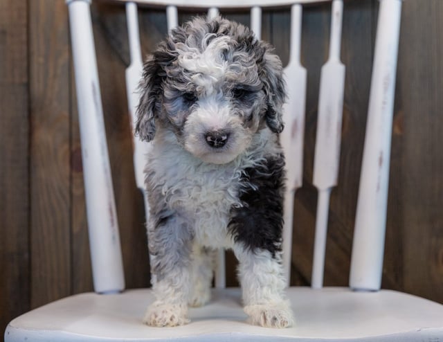 Odin came from Harper and Grimm's litter of F1B Sheepadoodles