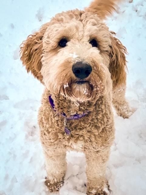 Tatum is an F1B Goldendoodle and a mother here at Poodles 2 Doodles - Best Sheepadoodle and Goldendoodle Breeder in Iowa