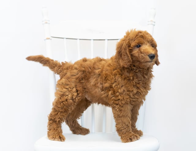 Gimmy came from Berkeley and Reggie's litter of F1B Goldendoodles