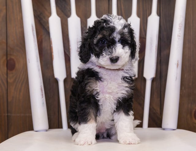 Compare and contrast Sheepadoodles with other doodle types on our breed comparison page