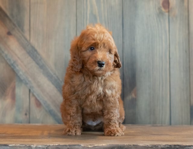 A picture of a Goose, one of our Petite Goldendoodles puppies that went to their home in Michigan