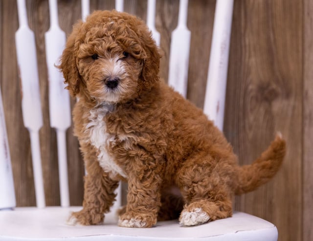 A picture of a Ginny, one of our Mini Poodles puppies that went to their home in Minnesota