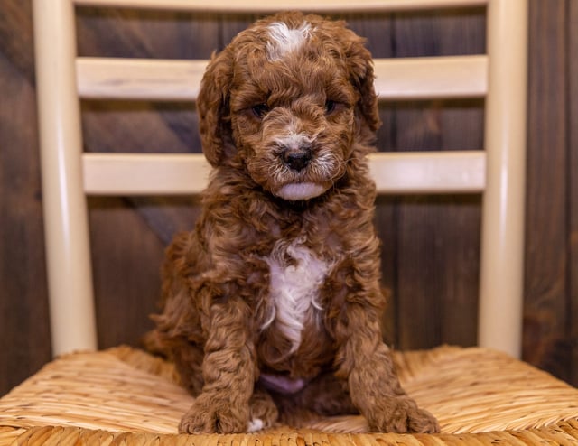 Benji came from Cora and Teddy's litter of F2B Goldendoodles