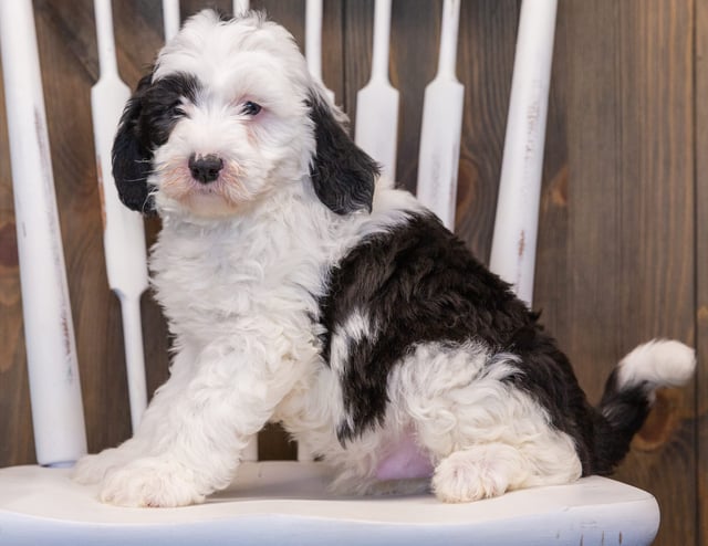 Pepper is an F1 Sheepadoodle that should have  and is currently living in Georgia 