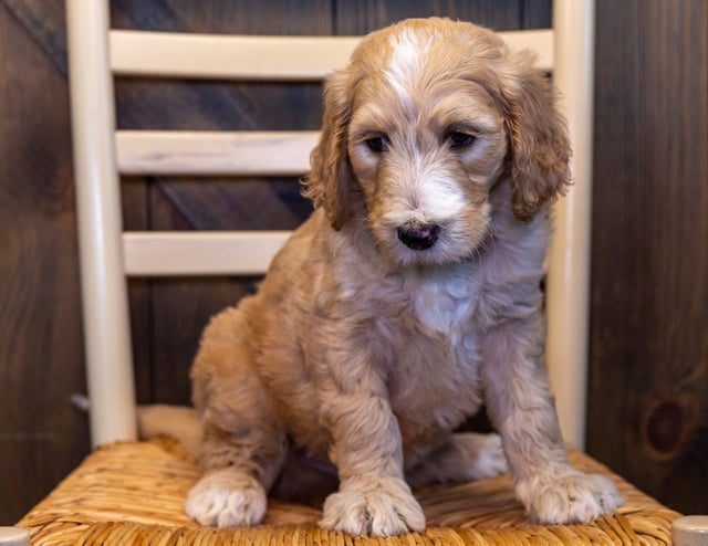 A picture of a Yogi, one of our Standard Goldendoodles puppies that went to their home in Iowa