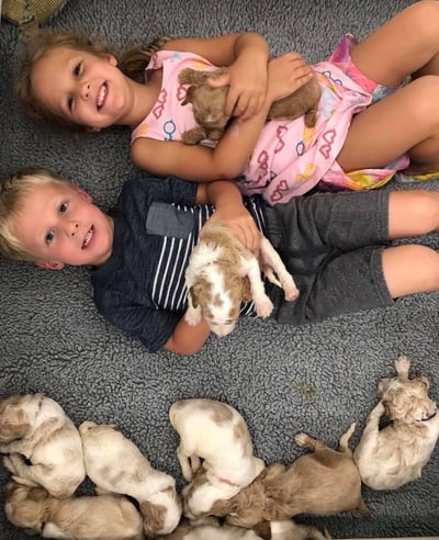 kids playing with mini goldendoodle puppies