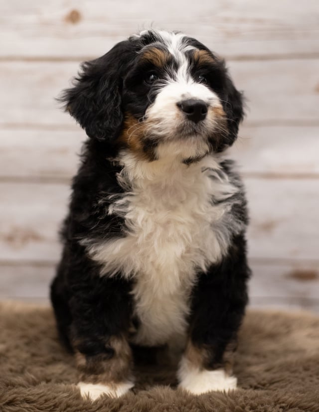 A picture of a Icon, a gorgeous Standard Bernedoodles for sale