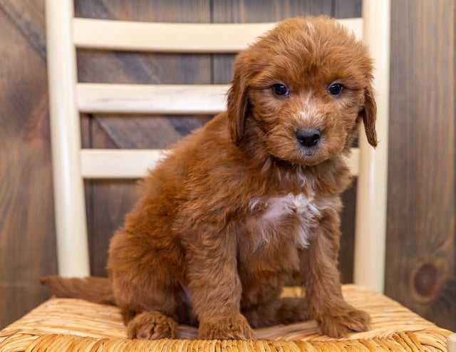 A picture of a Kip, one of our Mini Goldendoodles puppies that went to their home in Iowa