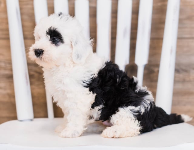 A picture of a Babe, one of our Mini Sheepadoodles puppies that went to their home in Georgia 