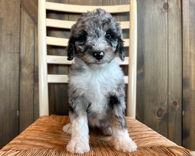 A picture of a Nova, one of our Mini Sheepadoodles puppies that went to their home in South Dakota