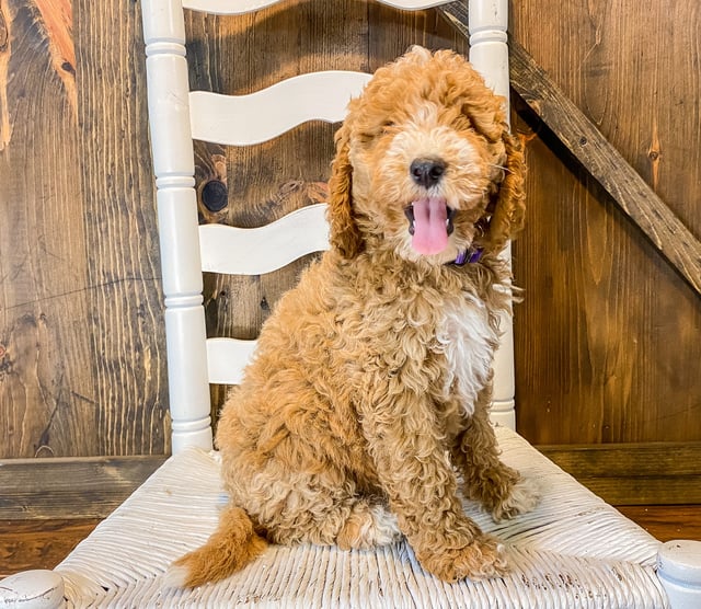 A picture of a Willow, one of our Mini Goldendoodles puppies that went to their home in Missouri 