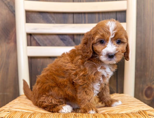 A picture of a Kara, one of our Mini Goldendoodles puppies that went to their home in Iowa