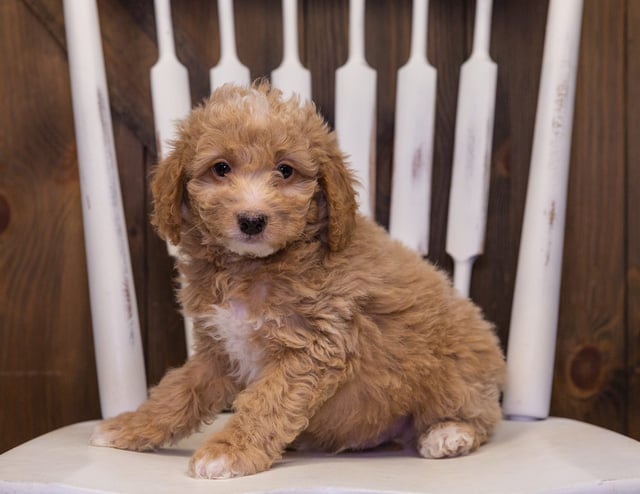 Harris is an F1BB Bernedoodle that should have  and is currently living in NC