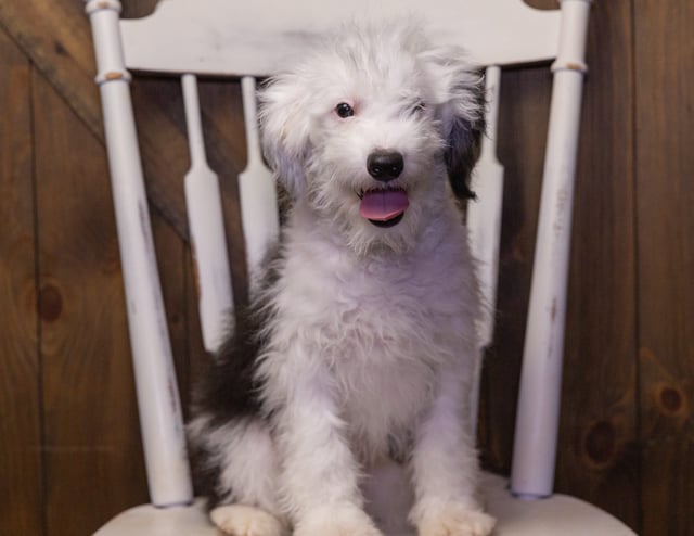 Laker is an F1 Sheepadoodle that should have  and is currently living in Iowa