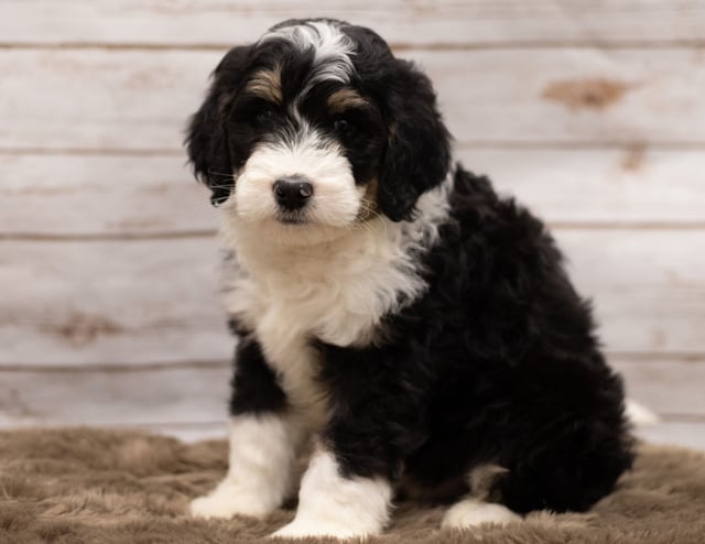 Ice was born on 12/12/2018 and is a Nebraska Bernedoodle