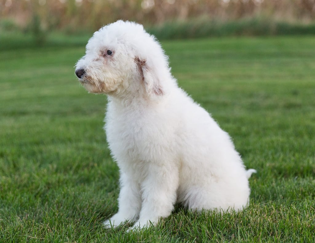 Another great picture of Xylon, a Goldendoodles puppy