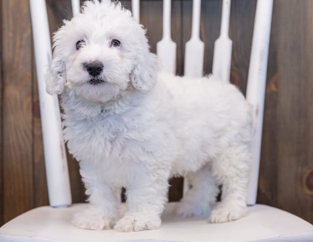 Oakleigh is an F1B Sheepadoodle that should have  and is currently living in Nebraska