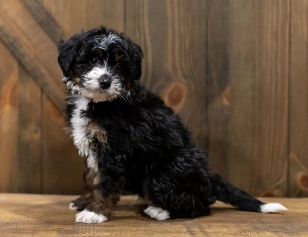 Quigley is an F1 Bernedoodle that should have  and is currently living in Alabama