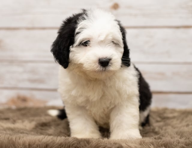 Leti is an F1 Sheepadoodle that should have thick, wavy, black and white coat and is currently living in North Dakota