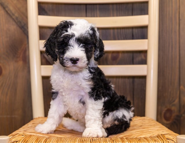 Gwen is an F1B Sheepadoodle that should have  and is currently living in Minnesota