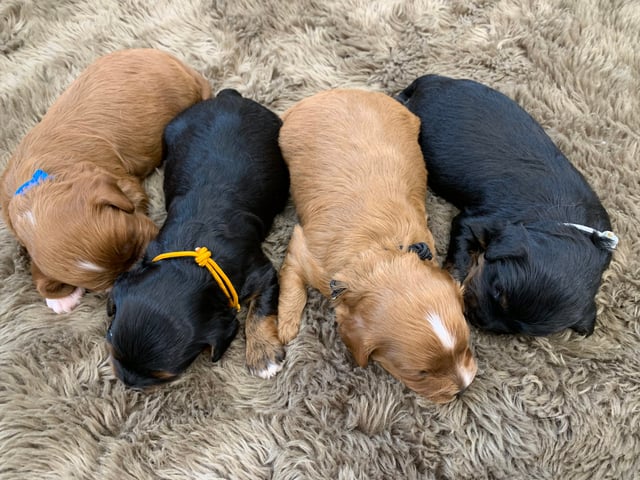 This litter of Cavapoos are of the F1 generation.