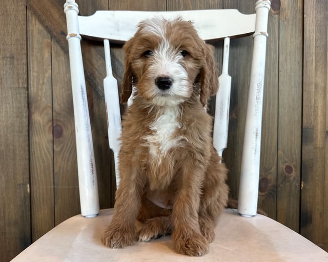 These Goldendoodles were bred by Poodles 2 Doodles in Iowa. Their mother is Aspen and their father is Scout