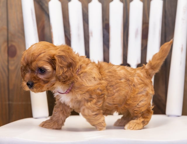 Penny is an F1 Cavapoo that should have  and is currently living in South Dakota